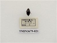 藏品(龍蝨、牙蟲)的圖片